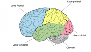 Le Neurofeeback R gule Le Fonctionnement Du Cerveau Le Neurofeeback R gule Le Fonctionnement Du Cerveau